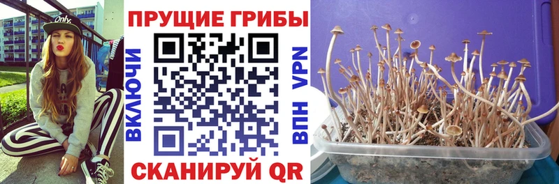 Галлюциногенные грибы мицелий  Купить  Мирный 